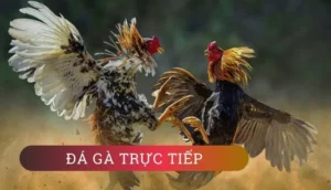 Hướng Dẫn Cách Chơi Đá Gà GA28 Tại DV88 Một Cách Hiệu Quả