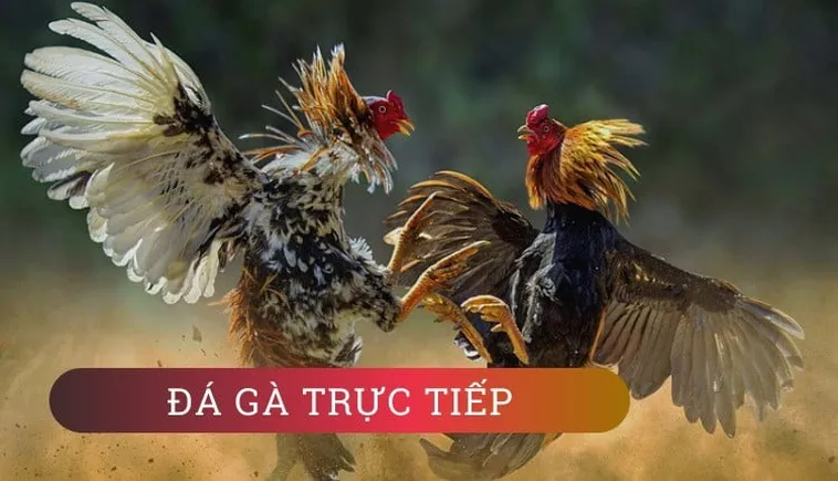 Hướng Dẫn Cách Chơi Đá Gà GA28 Tại DV88 Một Cách Hiệu Quả
